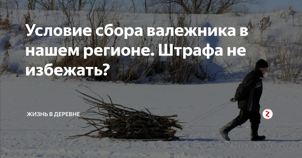 Какой валежник можно. Сбор валежника. приспособление для сбора валежника. сбор валежника фото. грустный сбор валежника.