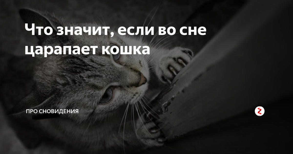 Сон рожденные котята к чему снится