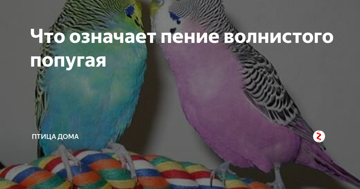 Дом и гнездо для попугаев: особенности выбора, требования, правила изготовления