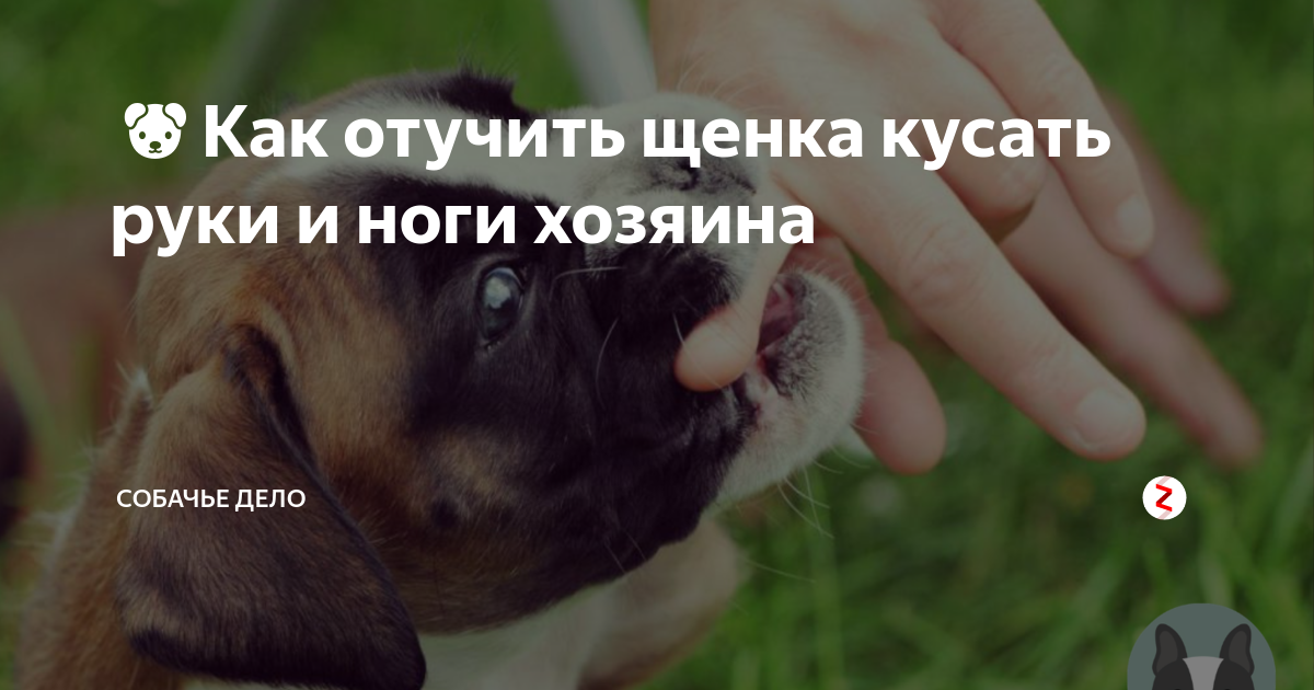 Собака кусает руки хозяина. Отучить собаку кусаться. Отучить щенка кусаться. Как отучить щенка кусаться за ноги. Щенок кусает руки как отучить