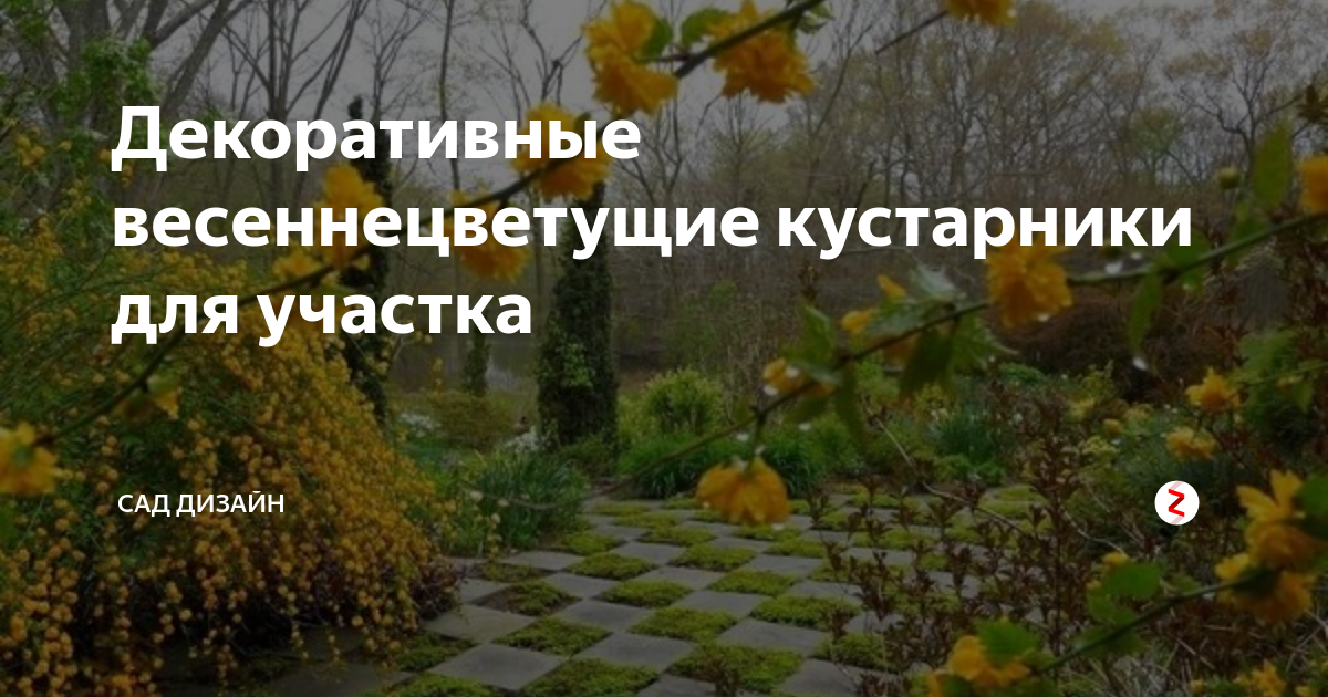 Самые красивые неприхотливые кустарники, которые украсят любой сад🌺🌳