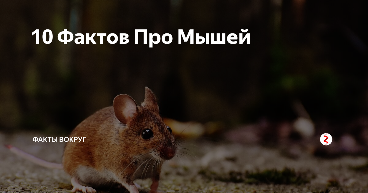 интересные факты о крысах декоративных. интересное про мышей для детей. интересные факты про мышь. факты о мышках. интересные факты про мышь.