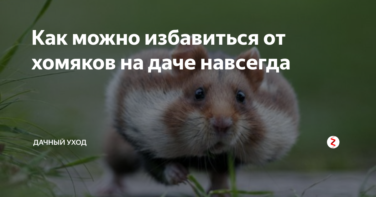 Как можно избавиться от хомяков на даче навсегда | Дачный уход | Дзен