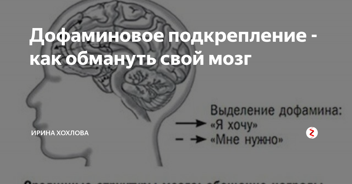 Дофаминовая женщина. Дофаминовая петля. Система подкрепления мозга. Дофаминовая зависимость. Дофаминовая петля зависимости.