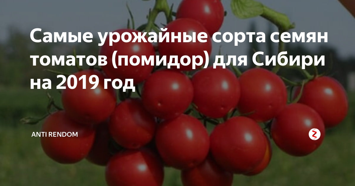 Самые урожайные сорта семян томатов (помидор) для Сибири на 2019 год ...