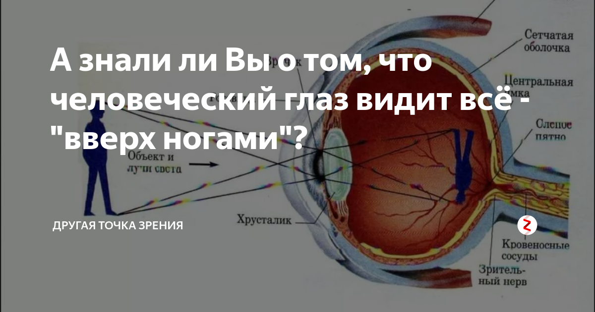 Сколько фпс видит человеческий глаз