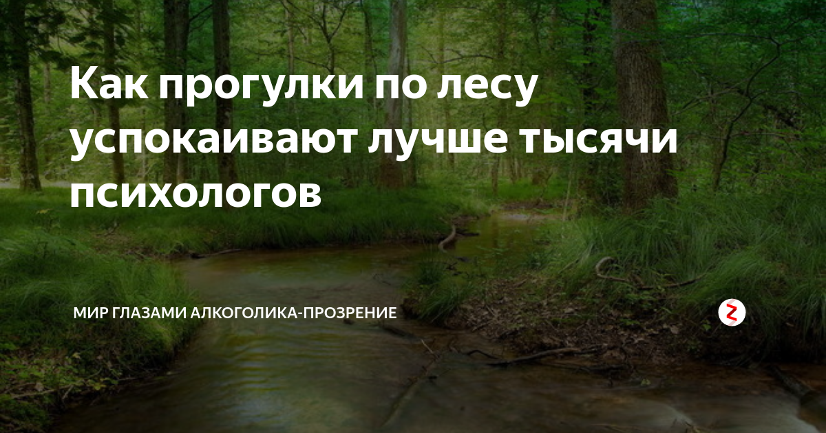 Цитаты про зиму. Высказывания о природе. Цитаты про лес. Фразы про лес. Прогулка по лесу цитаты.