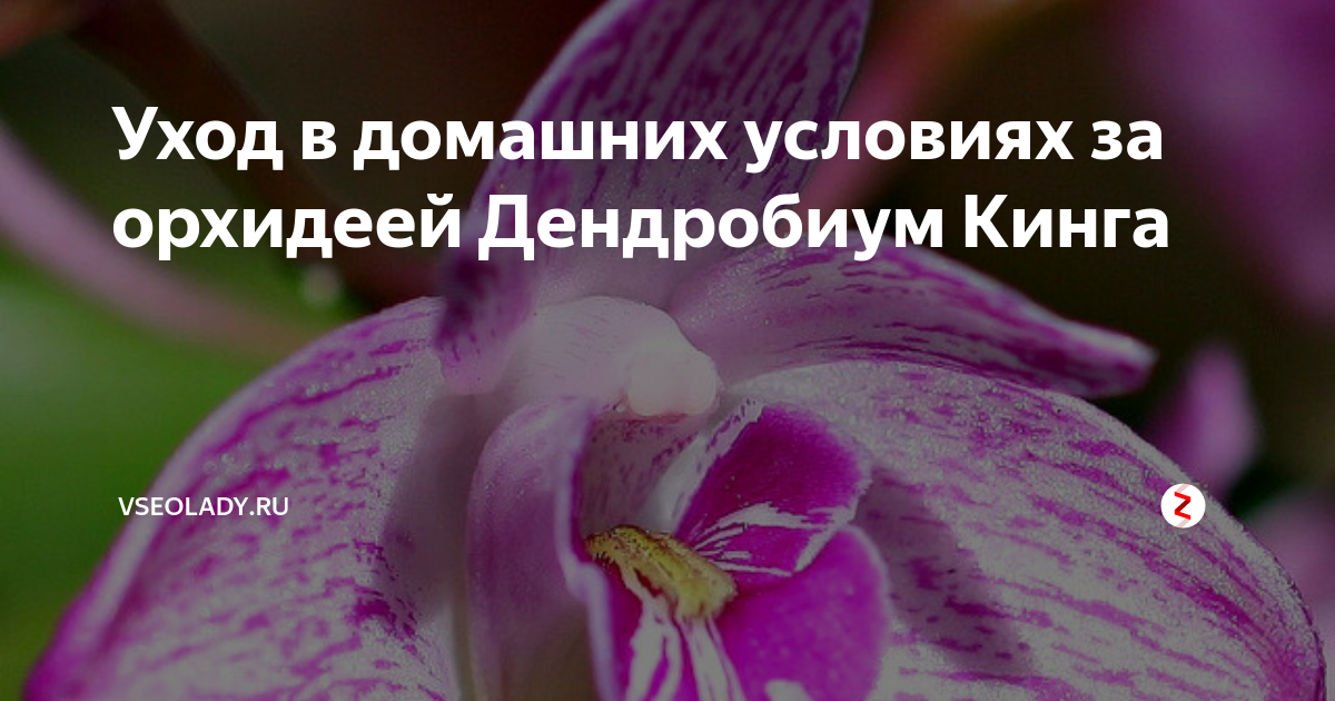 Дендробиум Кинга (Dendrobium kingianum) — описание, выращивание, фото | на urdveri.ru