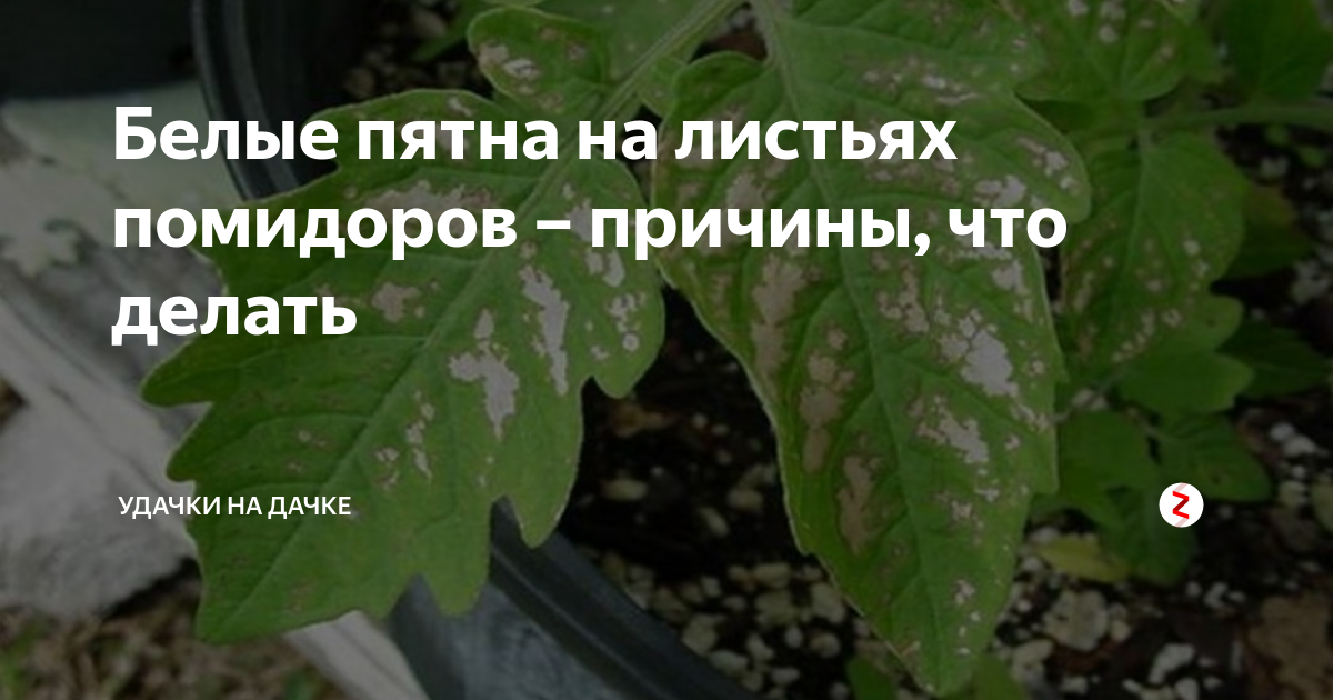 Болезни рассады помидор на листьях в картинках и борьба с ними