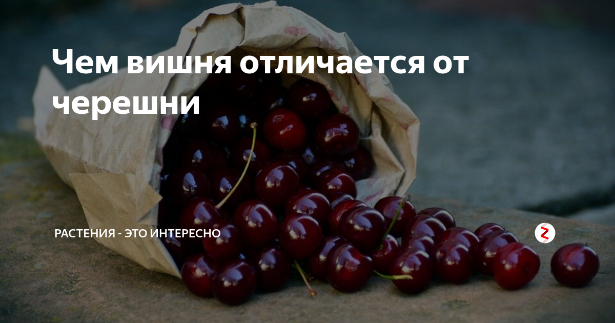 Чери вишня отличие от вишни