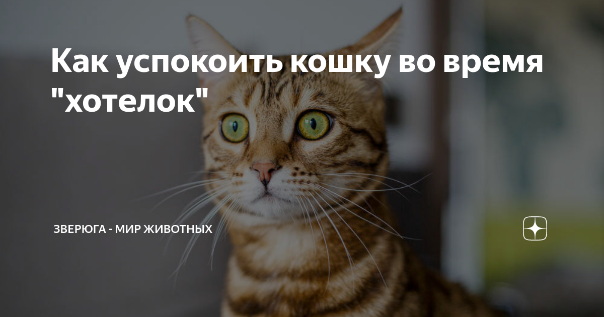 Как угомонить кота. Как утихомирить котенка. Как успокоить кота. Как утихомирить котенка. Как усмирить кошку.