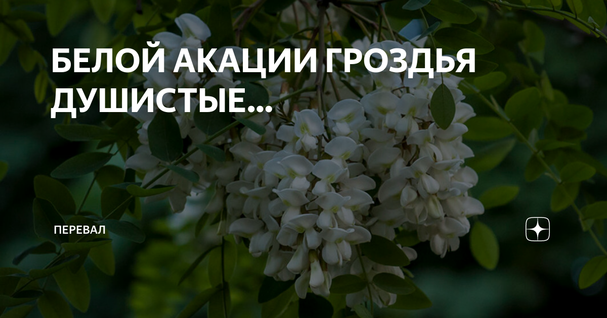 Песня акации гроздья душистые слушать. Акации гроздья душистые. Белой акации гроздья. Романс белой акации гроздья душистые. Акация белая описание.