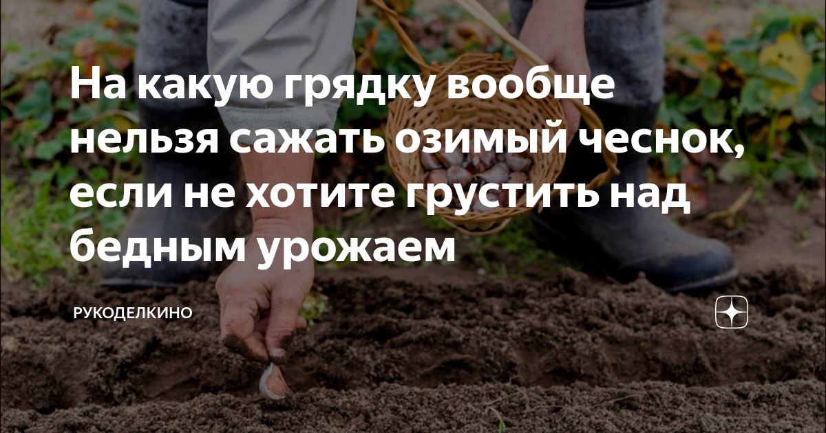 Что можно посадить после чеснока в июле
