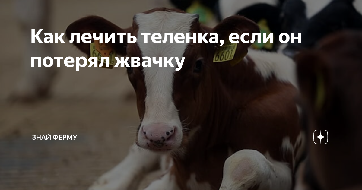 У коровы нет жвачки что
