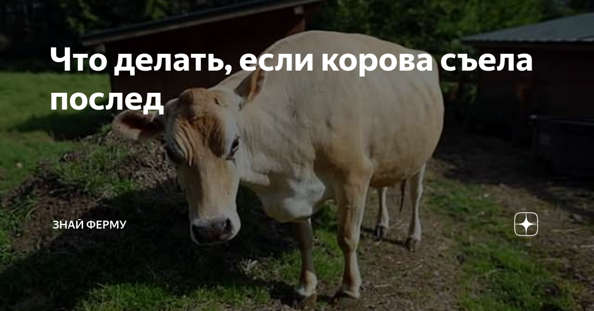 что делать если у коровы не вышло место