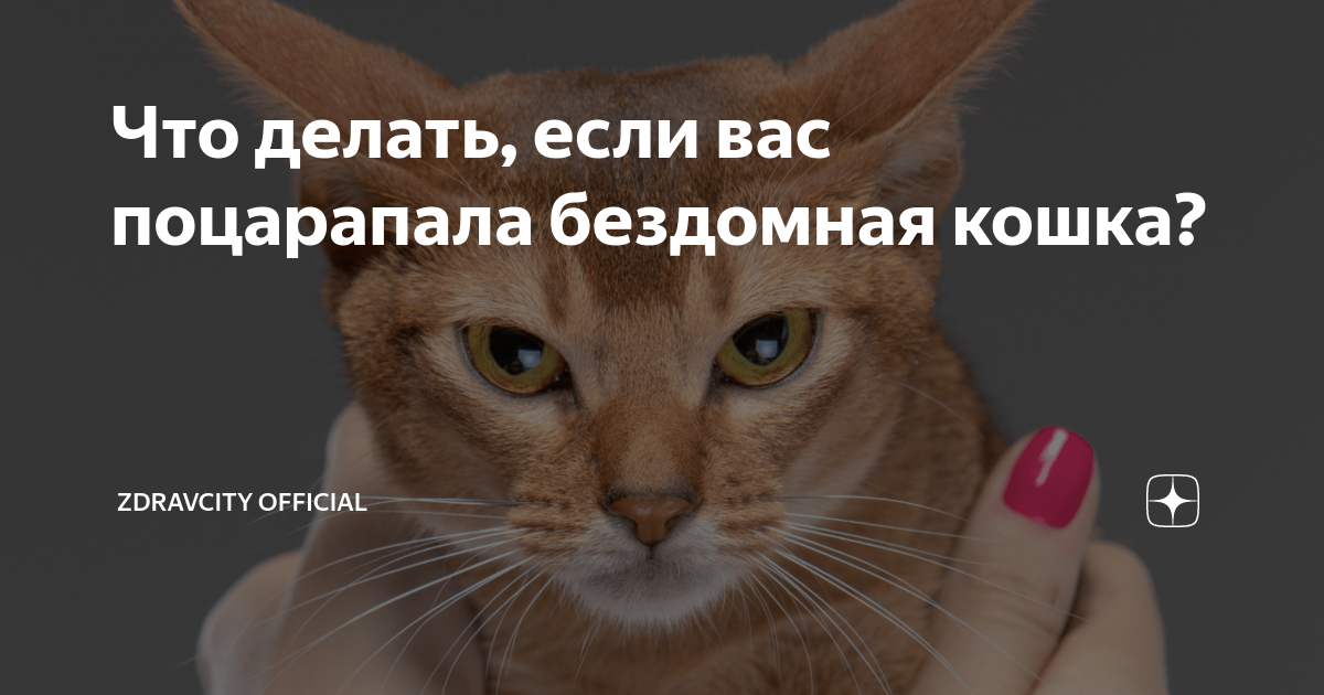 Кошка поцарапала капот