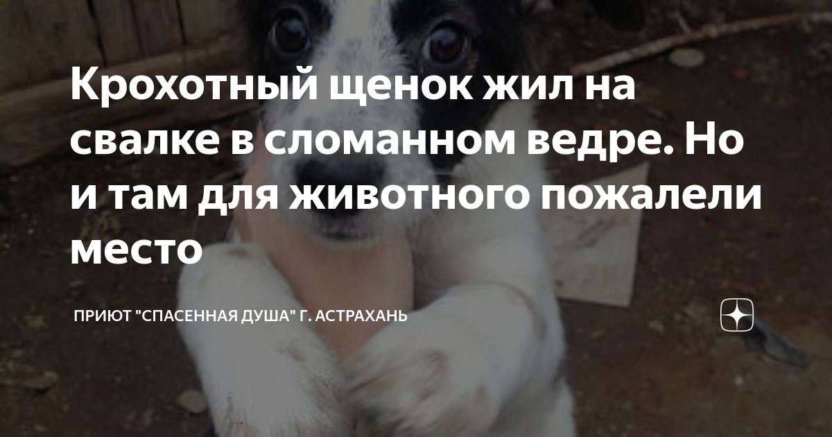 спасенная душа астрахань дзен. микрочелик собака. спасенная душа астрахань дзен. спасенная душа астрахань дзен. квартирный приют спасенная душа астрахань.