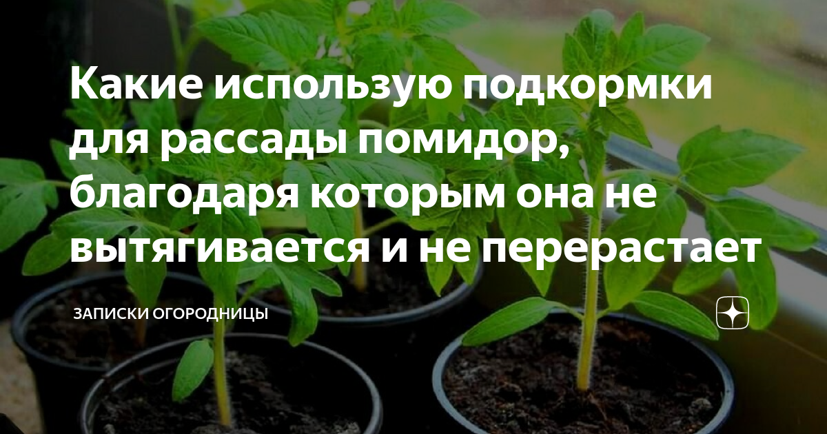 Чем лучше подкормить рассаду помидоров и перцев. Подкормка рассады томатов и перцев. Удобрение для рассады томатов. Подкормка для рассады помидор. Удобрение для рассады перцев и томатов.