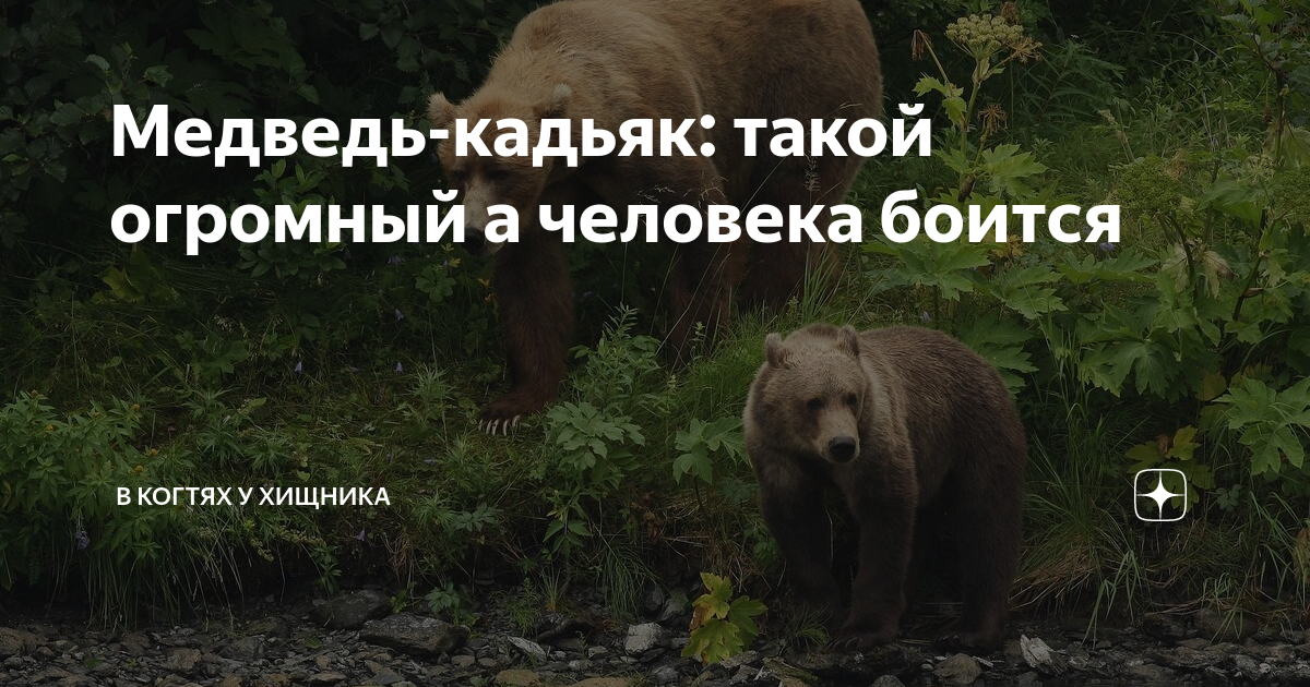 Медведь-кадьяк: такой огромный а человека боится | В когтях у хищника ...