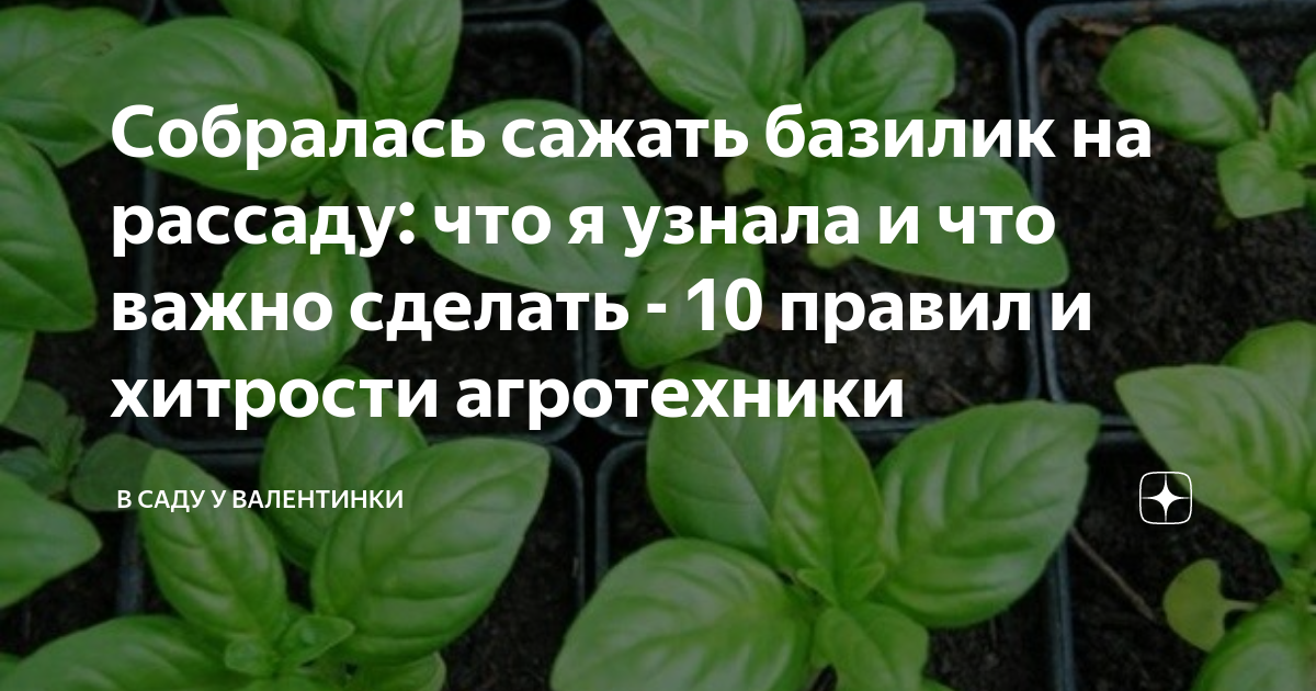 Сажаем базилик. Как сажать базилик на рассаду. Базилик на рассаду когда сажать. Как понять что базилик вырос.