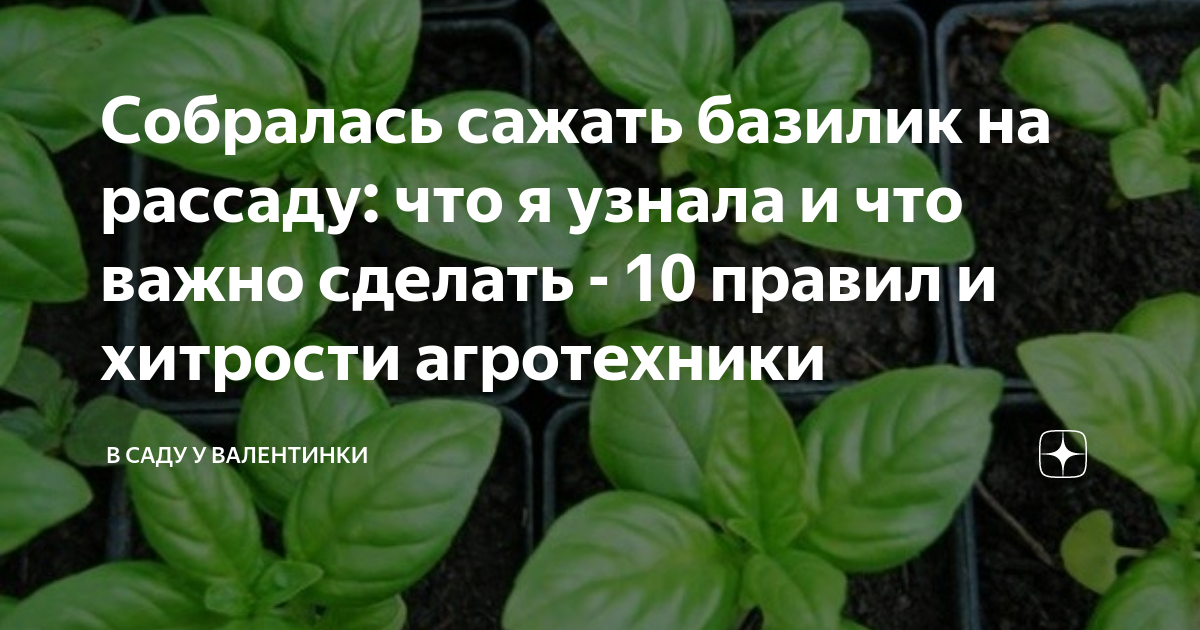 Когда сажать базилик на рассаду в подмосковье. Как понять что базилик вырос. Базилик вырос что дальше с ним делать. Что делать с выросшим базиликом. Можно ли засаживать базилик в феврале.