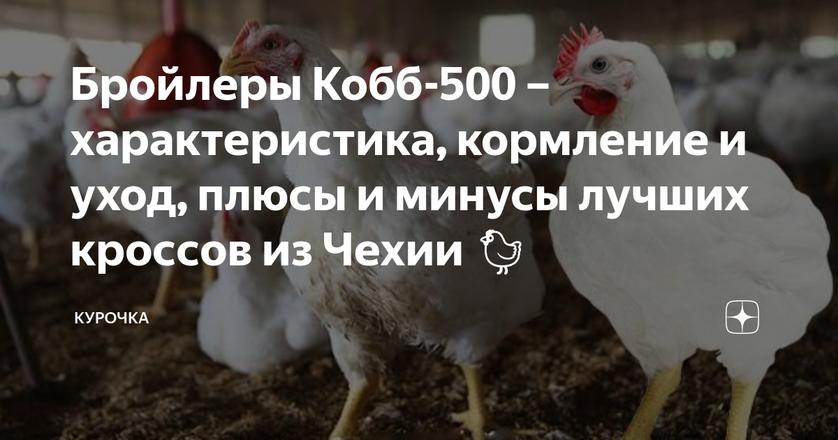 Росс 308 бройлер характеристика. Бройлер Турция Кобб 500 отзывы.