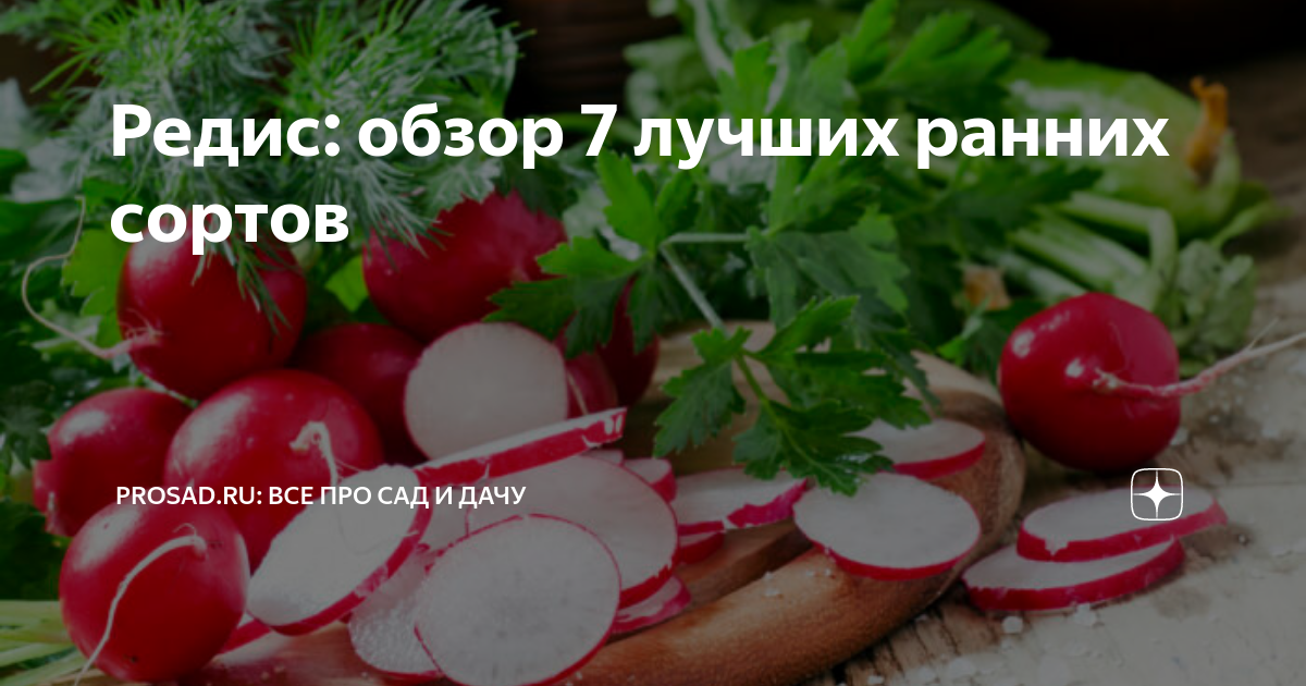 Редис: обзор 7 лучших ранних сортов | Все про сад и дачу | Дзен
