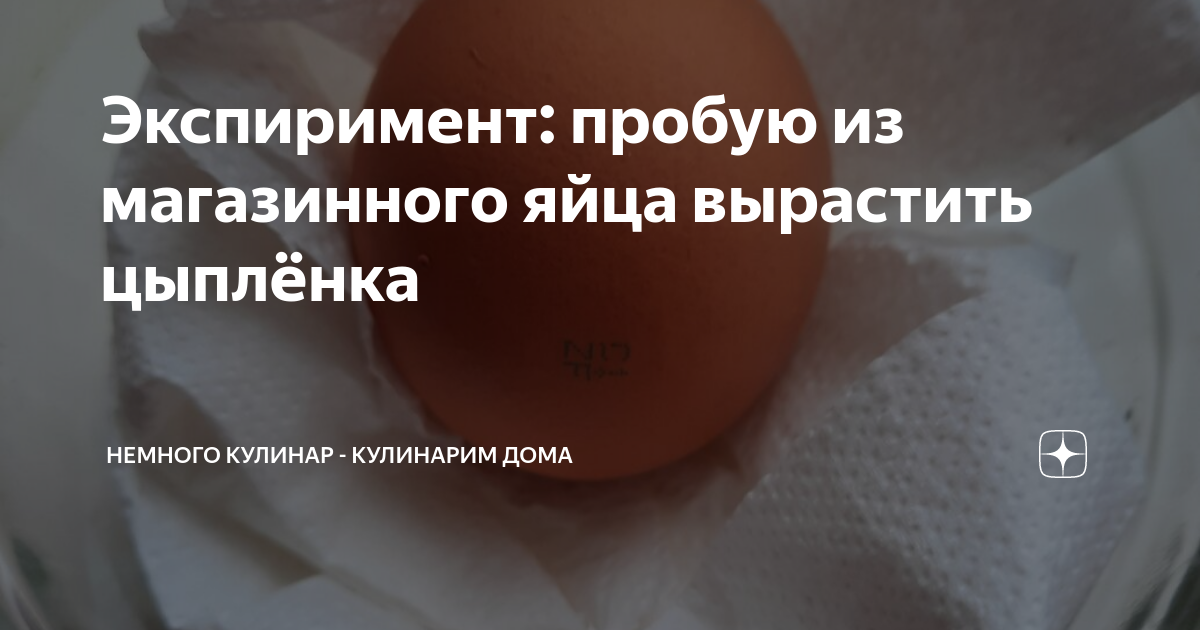 Можно ли вырастить цыплят из магазинных яиц. Цыплята из инкубатора. Из перепелиных яиц вылупляются цыплята. Как растет цыпленок. Можно ли вырастить цыплят из магазинных яиц.