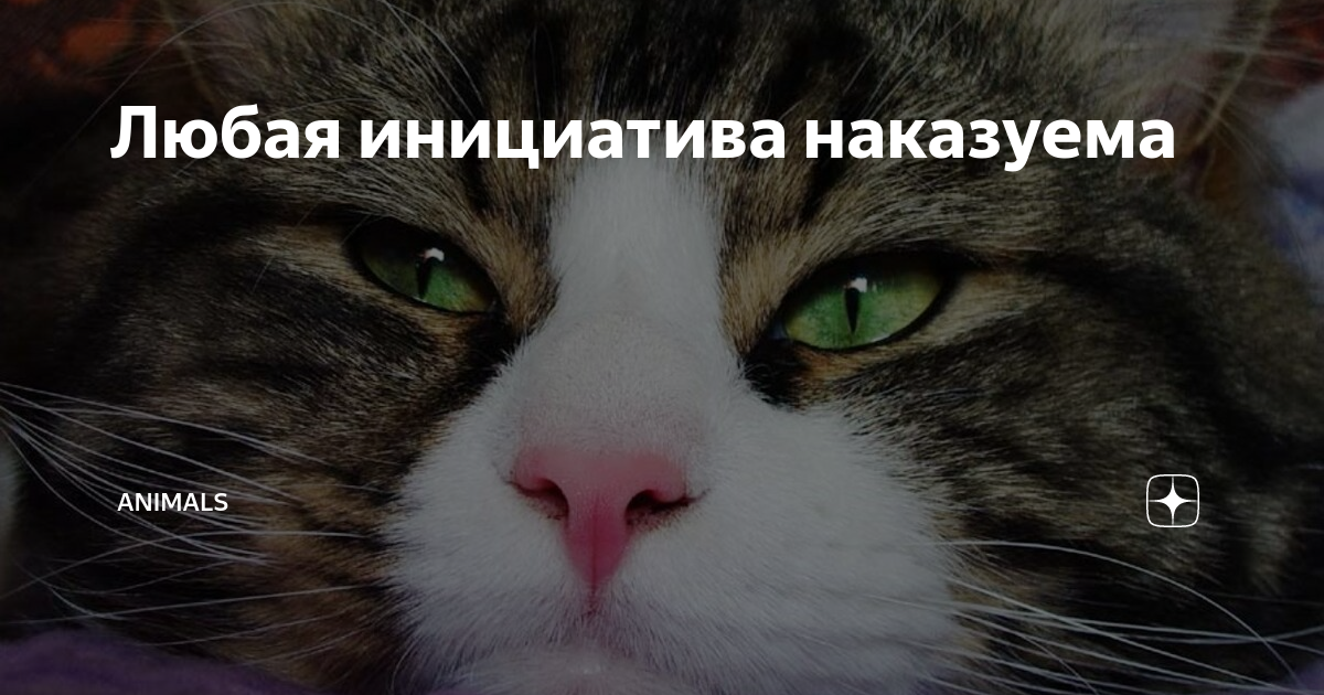 Любая инициатива наказуема | Animals | Дзен