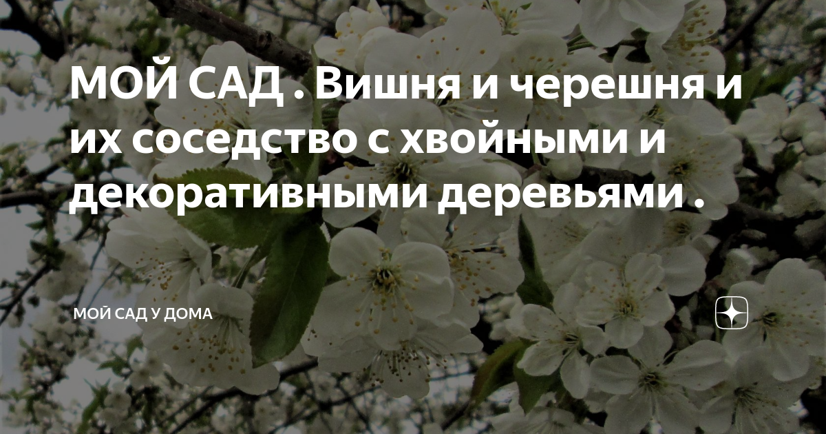 МОЙ САД . Вишня и черешня и их соседство с хвойными и декоративными ...