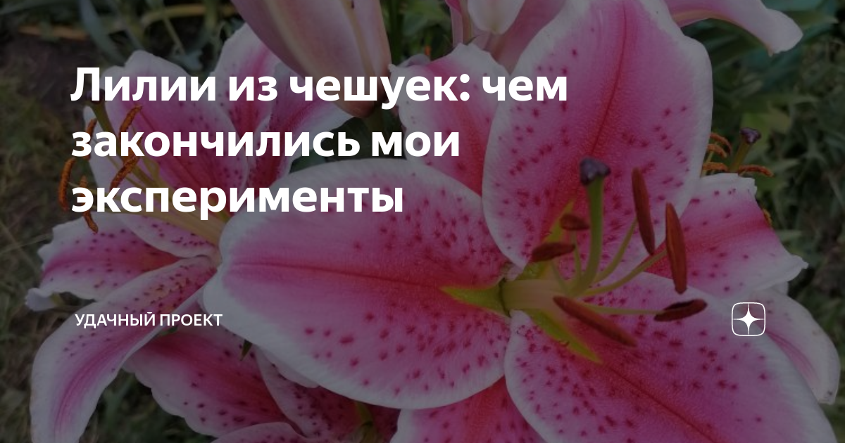 как вырастить лилии из чешуек