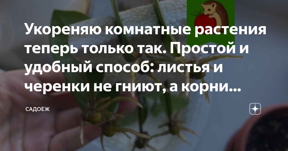 Укореняю комнатные растения теперь только так. Простой и удобный способ ...