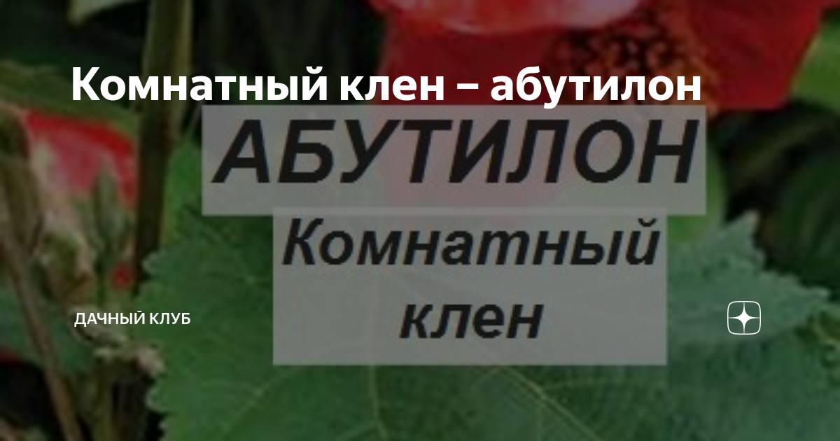 Абутилон или комнатный клен - как ухаживать за тропическим красавцем?