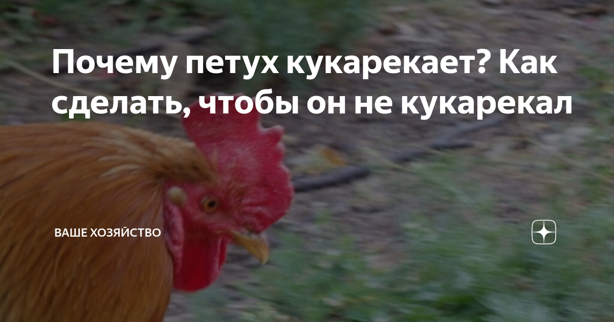 Почему петух кукарекает? Как сделать, чтобы он не кукарекал | Ваше ...