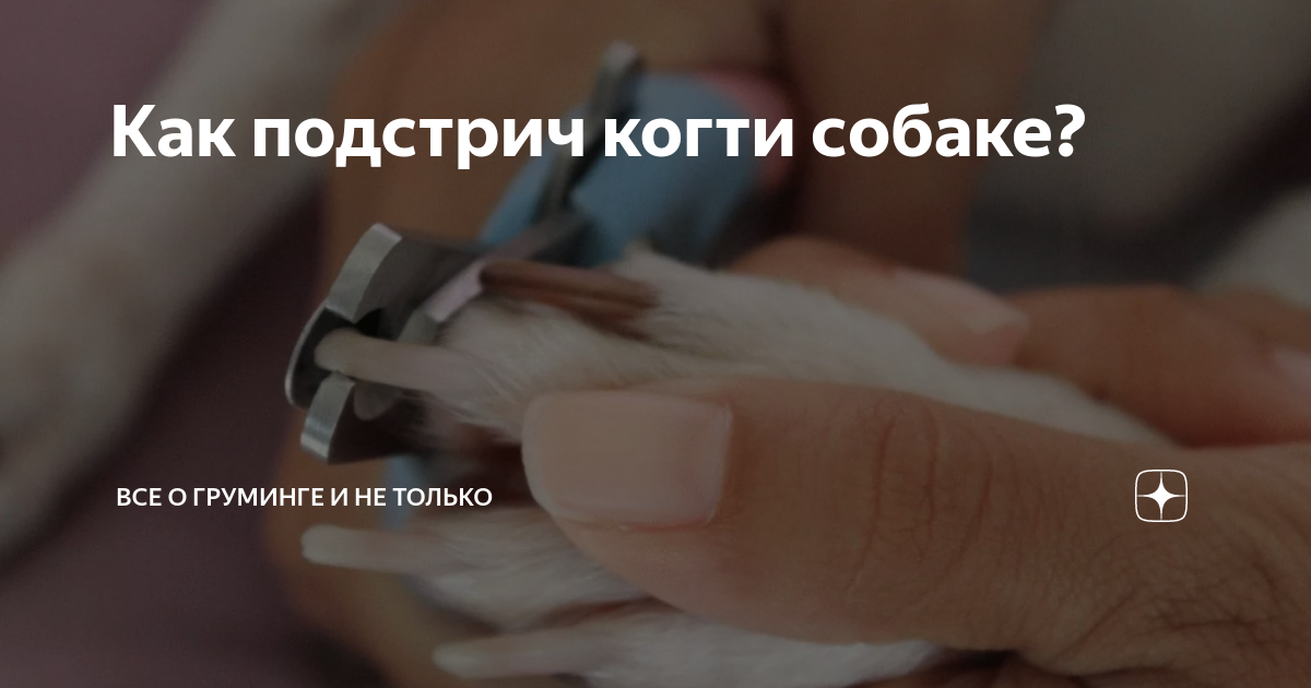 как пилить когти собаке гриндером