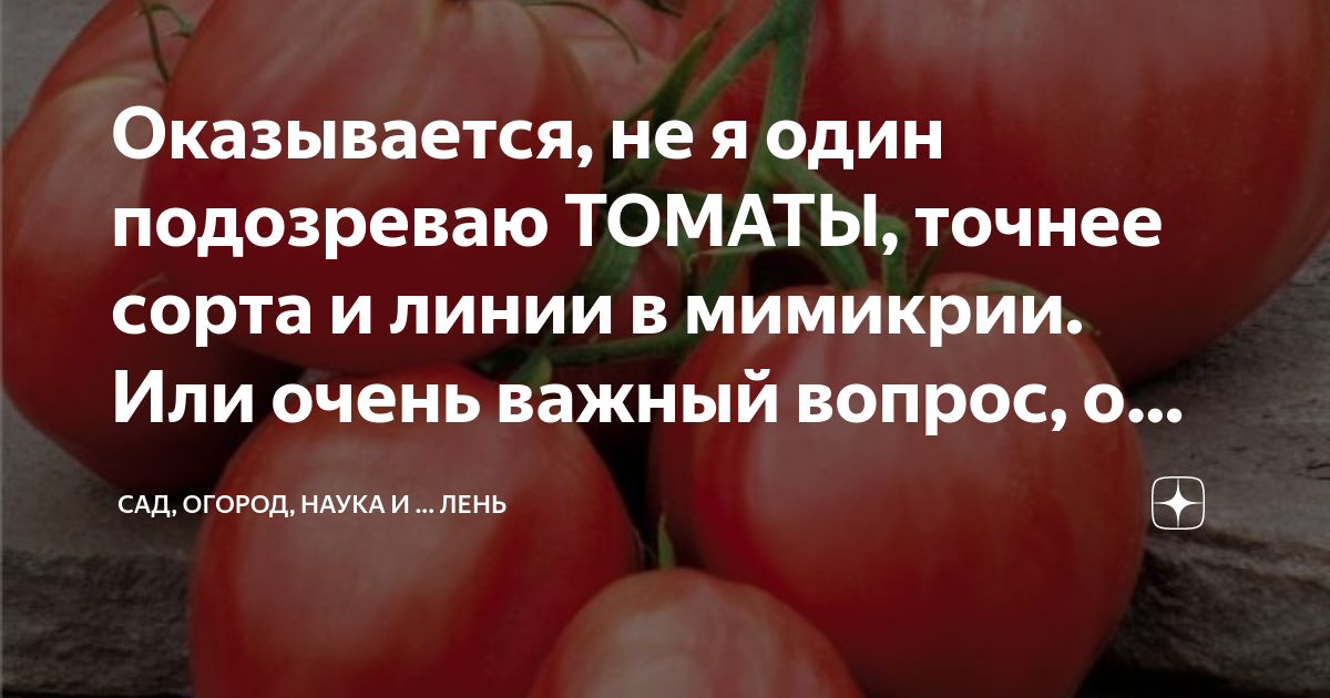 Томат золото амишей отзывы