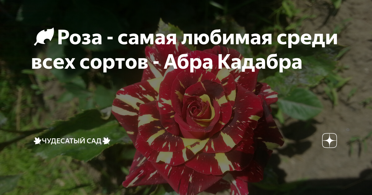 🍂Роза - самая любимая среди всех сортов - Абра Кадабра | 🍁Чудесатый сад ...
