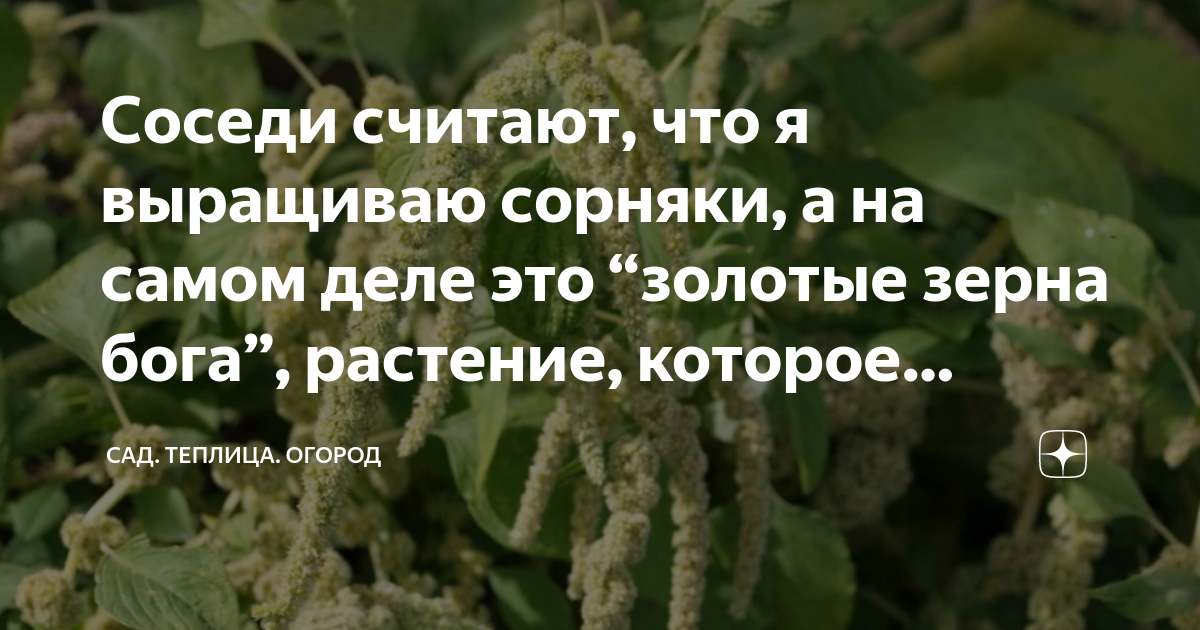 Соседи считают, что я выращиваю сорняки, а на самом деле это “золотые ...