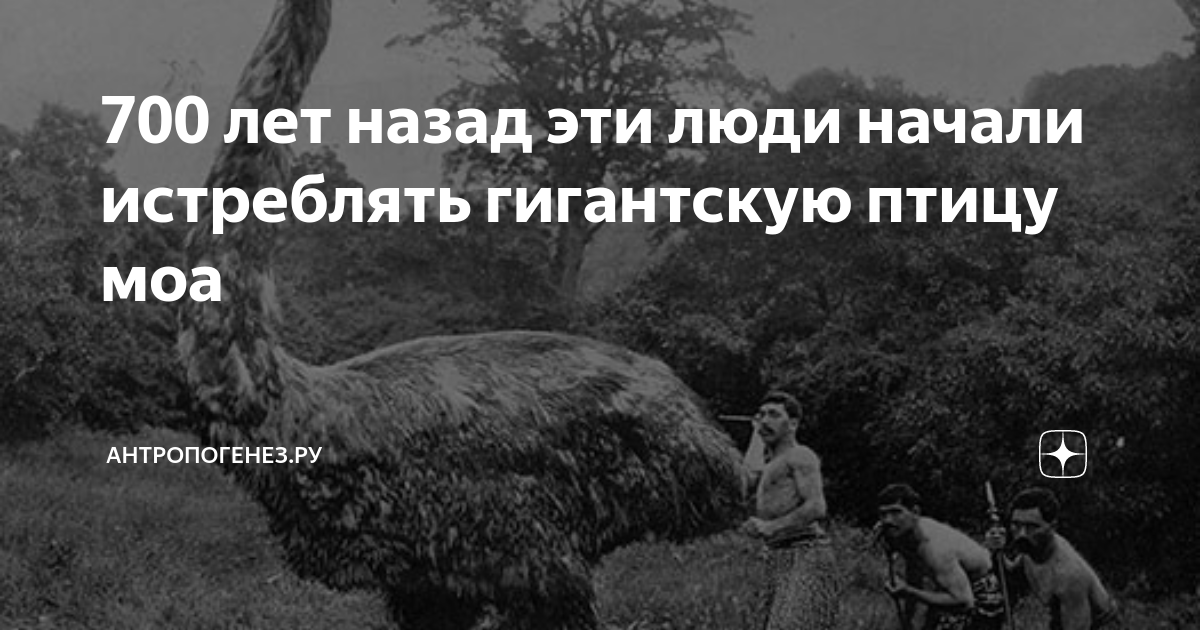 700 лет назад эти люди начали истреблять гигантскую птицу моа ...