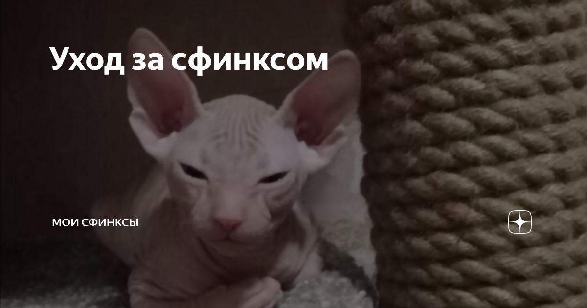 Майский сфинкс. Моя семья и сфинксы дзен. Моя семья и сфинксы дзен. Моя семья и сфинксы дзен. Моя семья и сфинксы дзен.