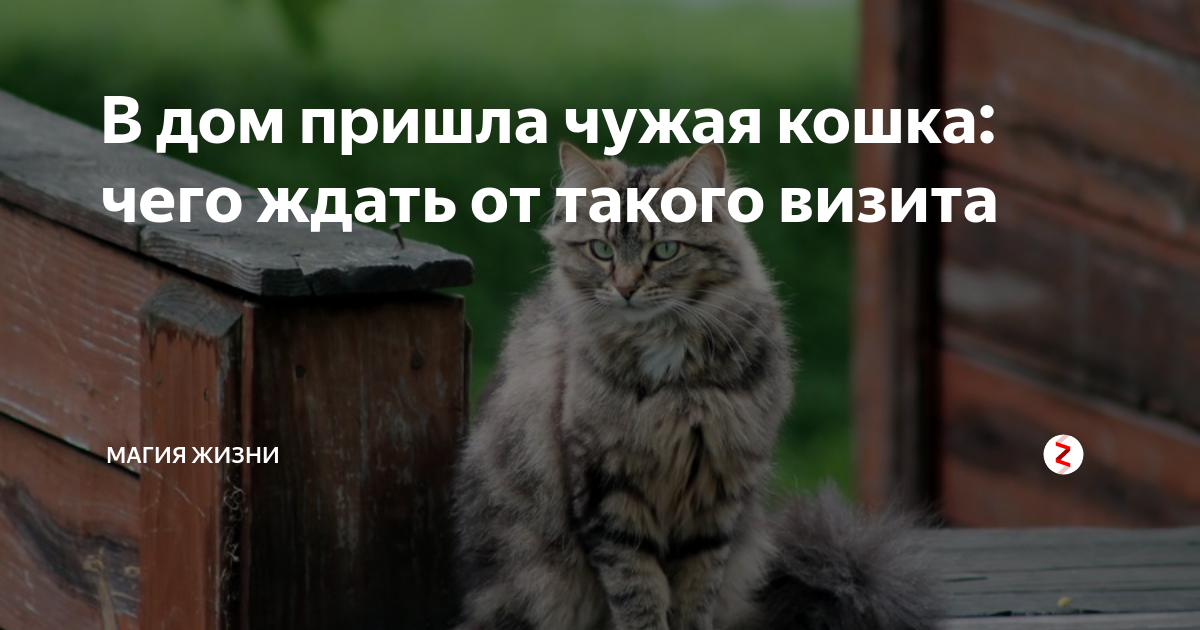 Пришла дома. Кошка пришла в дом примета. Примета кошка пришла в дом чужая. Кот пришёл в дом примета. К чему приходит кошка