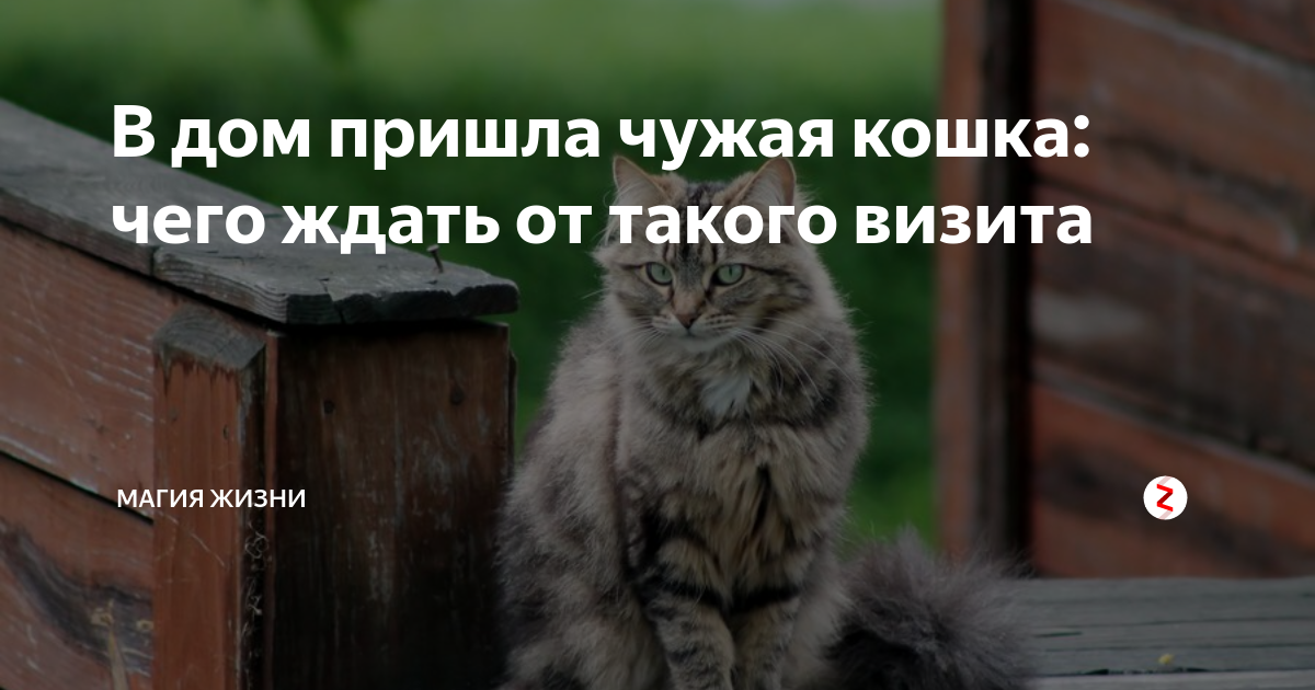 Чужая кошка. Кошка пришла в дом примета. Примета кошка пришла в дом чужая. Кот пришёл в дом примета. К чему приходит кошка.