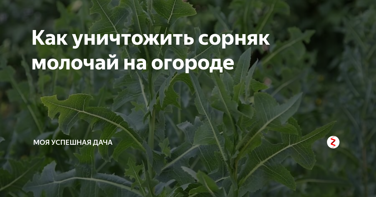 Молочай огородный (Euphorbia peplus) - PictureThis