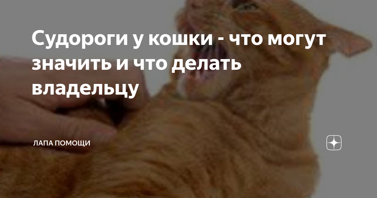 Конвульсии у кота старого. Мышечные спазмы у кота.