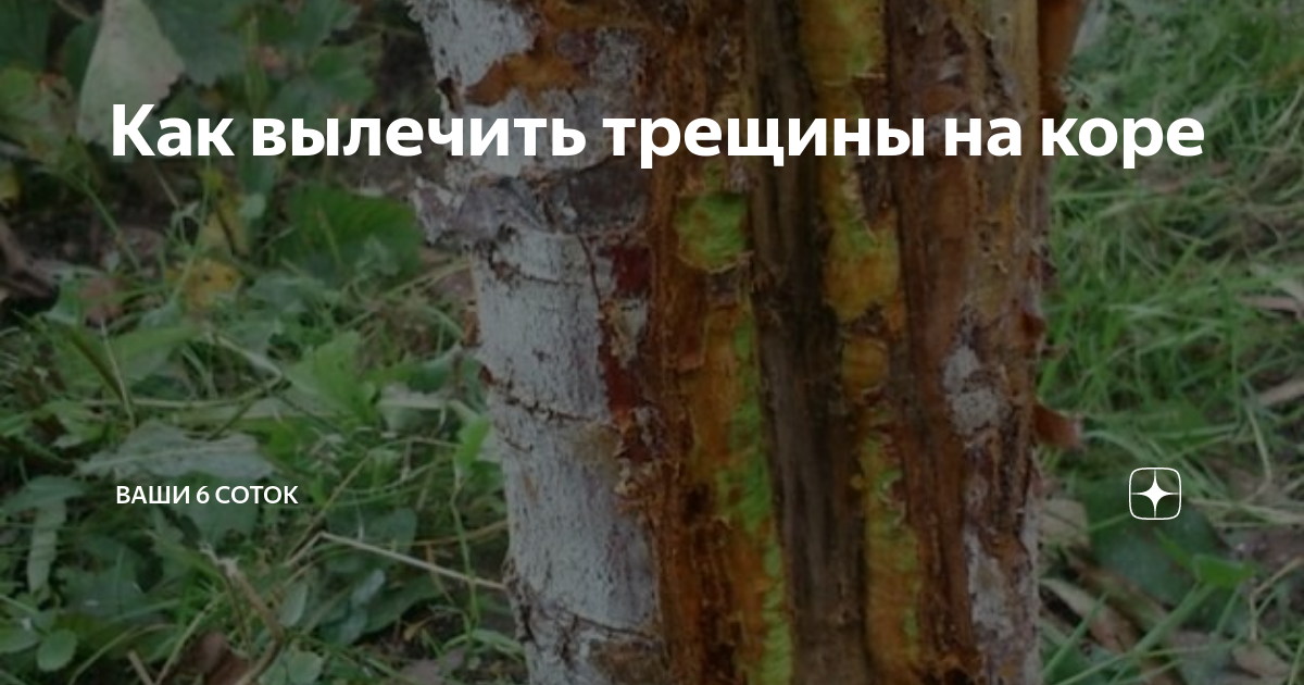 Как вылечить трещины на коре | "Ваши 6 соток" с Андреем Тумановым | Дзен