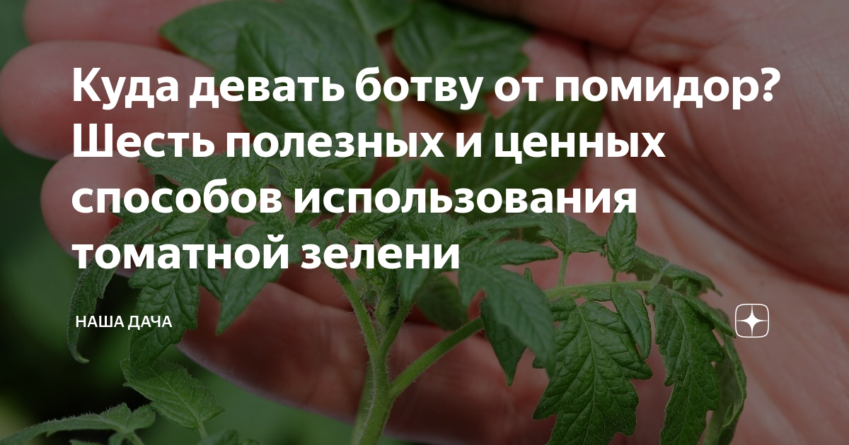 Едят ли ботву. Ботва томатов. Прореживание помидорной ботвы томатов. Девать ботву. Аллергия от ботвы томатов.