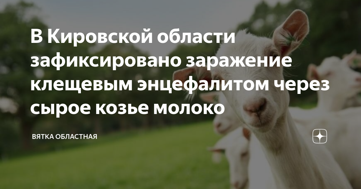 переносчики клещевого энцефалита. козье молоко энцефалит. козье молоко и энцефалит. пути заражения клещевым энцефалитом. правда ли козы болеют туберкулезом.