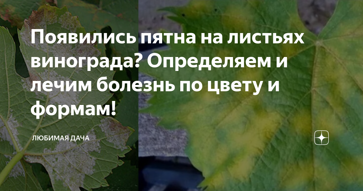 Болезни винограда на листьях описание с фотографиями. Бурая пятнистость листьев винограда. Бурая пятнистость винограда. Пятнистости листьев винограда. Пятна на листьях винограда.