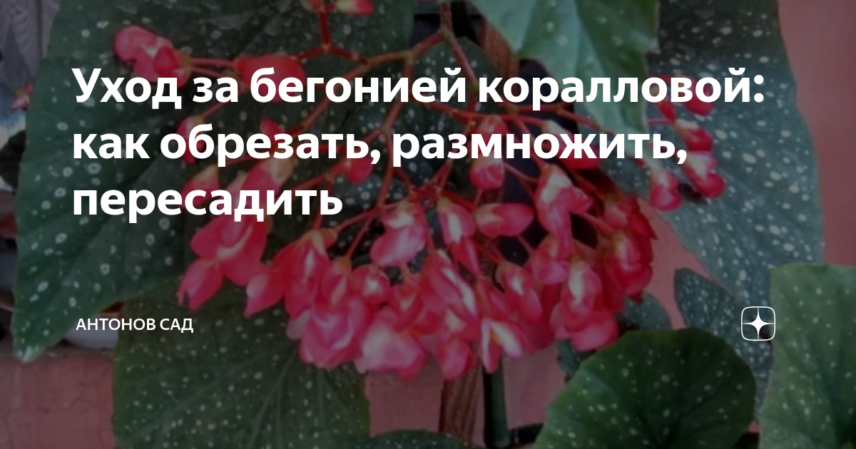 Уход за бегонией коралловой: как обрезать, размножить, пересадить