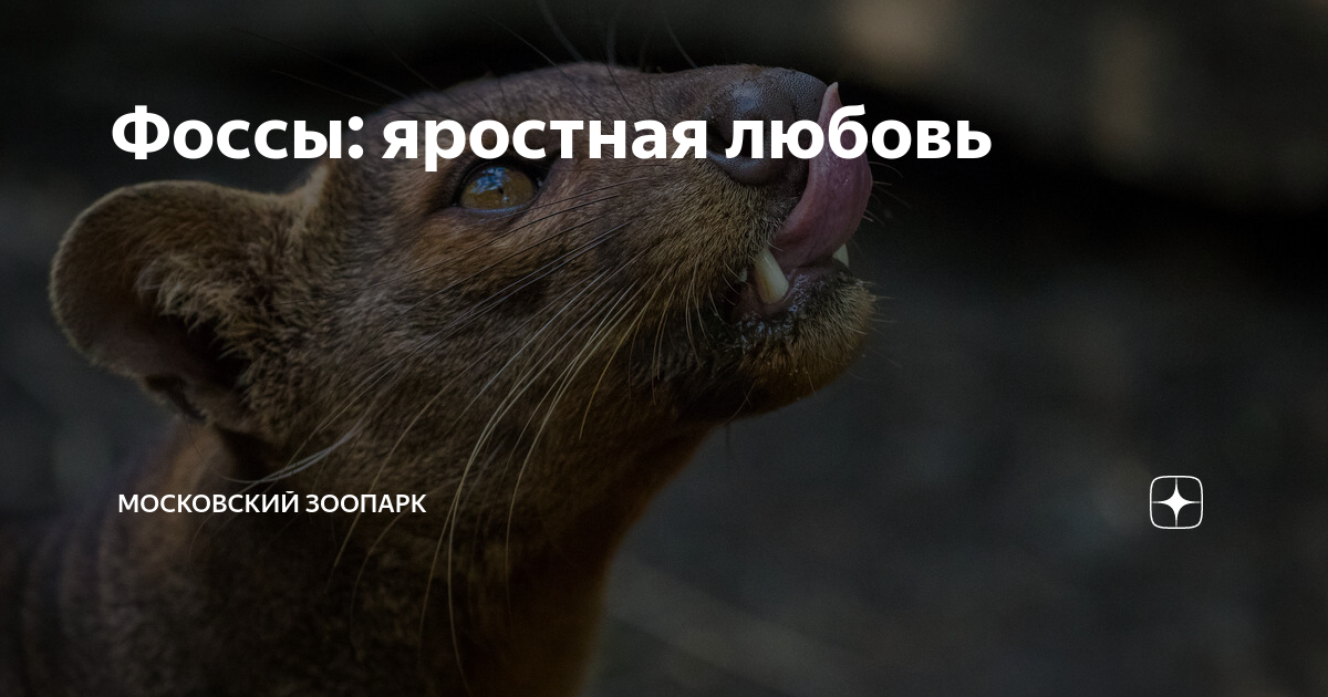 Эбигейл коуэн любовь искупительная. Люблю безумно стихи. Яростная любовь книга. Эллаи 2017. Элай в любви нет чужих.